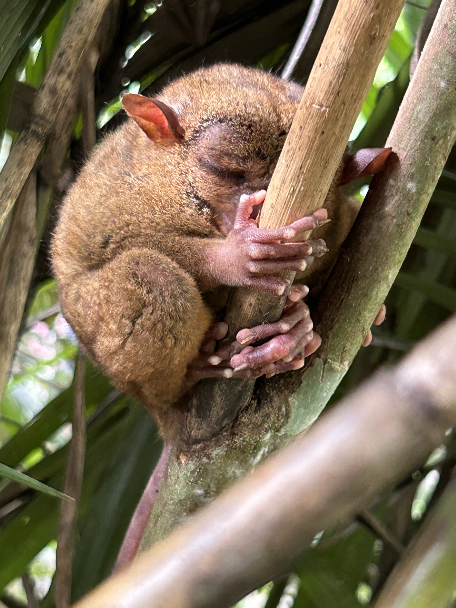 A tarsier sleeping while holding on a tree branch.